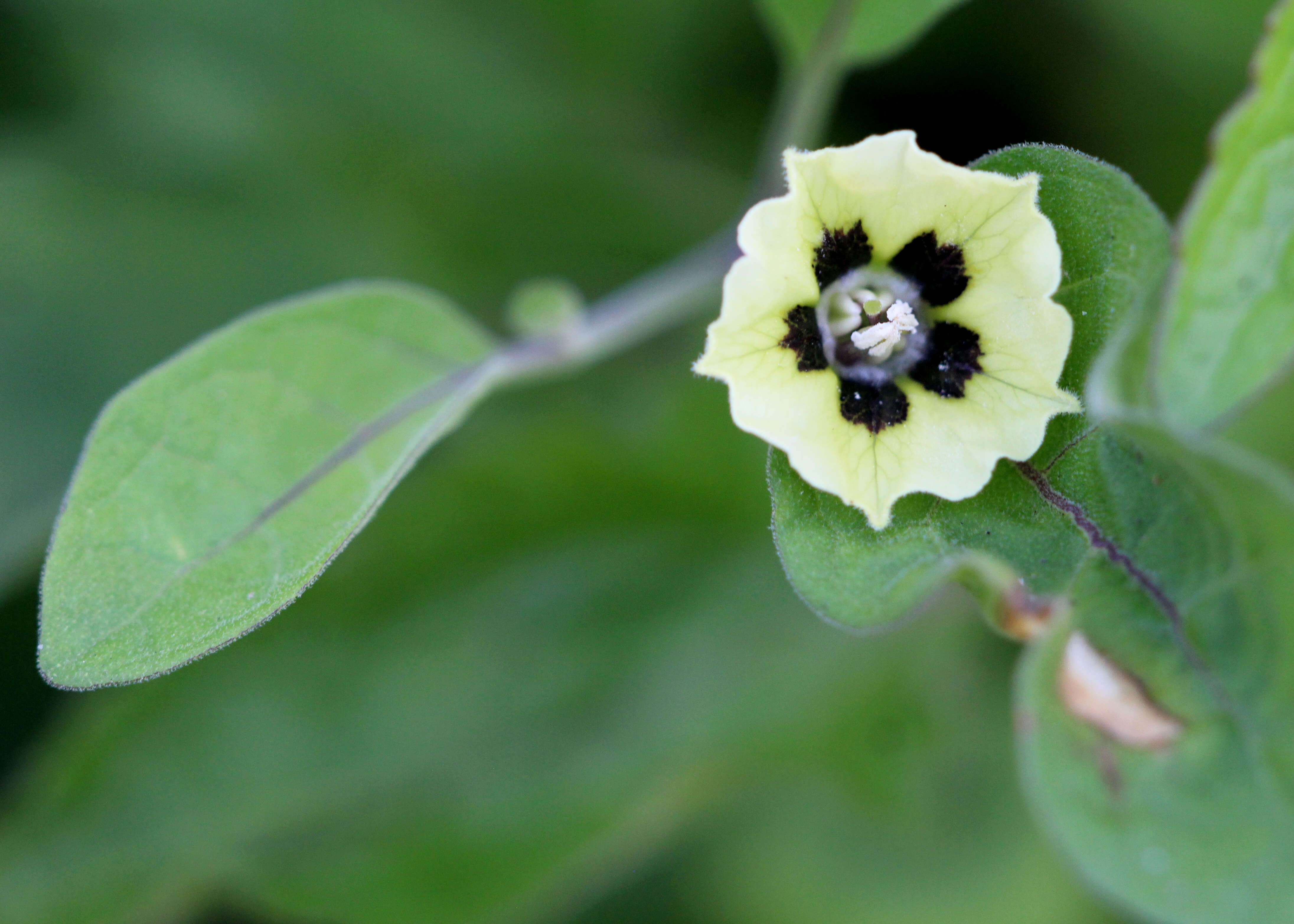 Image of Walter's groundcherry