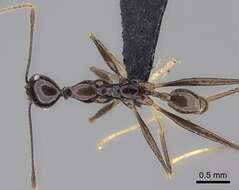 Image of Pheidole grallatrix Emery 1899