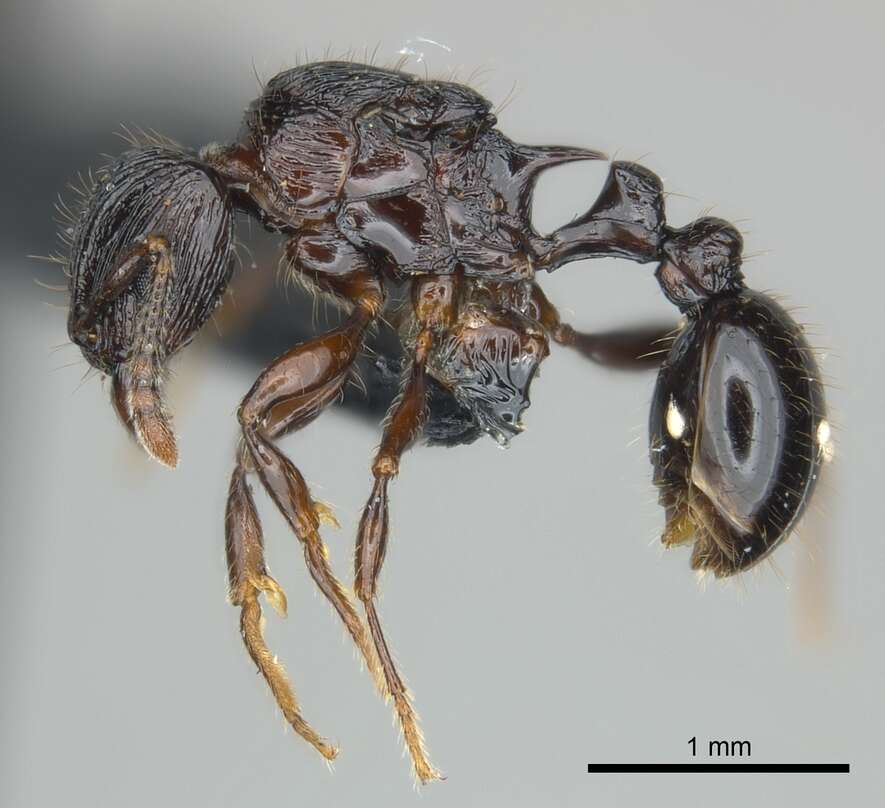 Image of Tetramorium