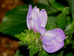 Calacanthus resmi