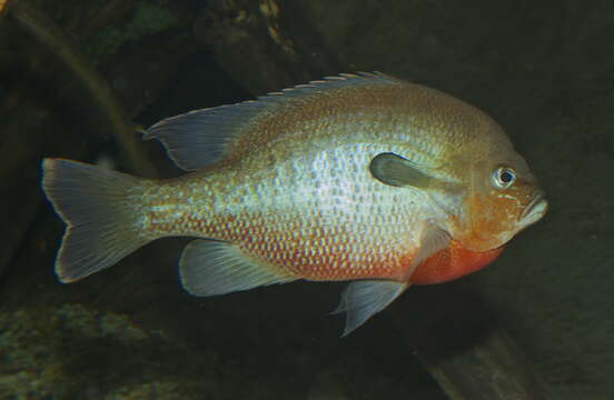 Image of Redbreast Sunfish