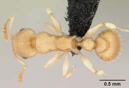 Image of <i>Nesomyrmex hirtellus</i>