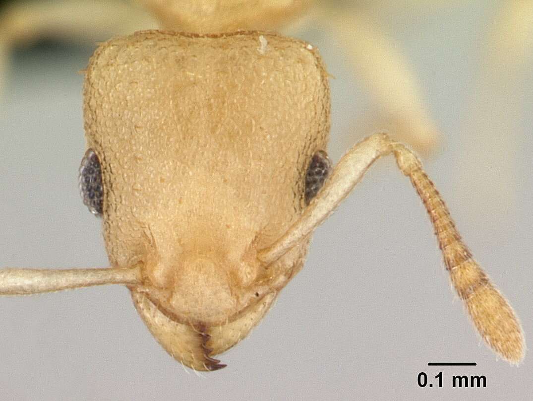 Image of <i>Nesomyrmex hirtellus</i>