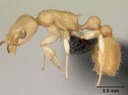Image of <i>Nesomyrmex hirtellus</i>