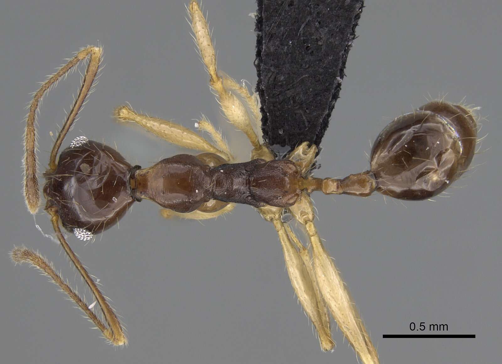 Image of Pheidole bessonii Forel 1891