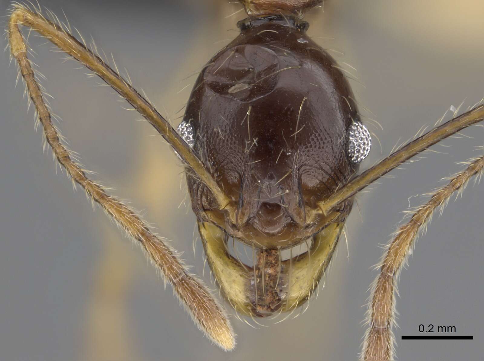 Image of Pheidole bessonii Forel 1891