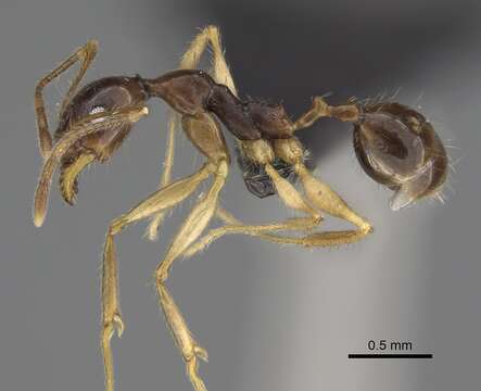 Image of Pheidole bessonii Forel 1891