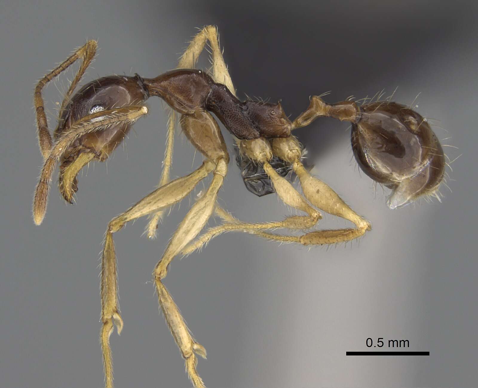 Image of Pheidole bessonii Forel 1891