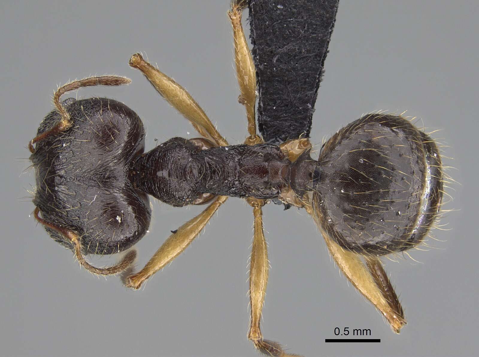 Image of Pheidole bessonii Forel 1891