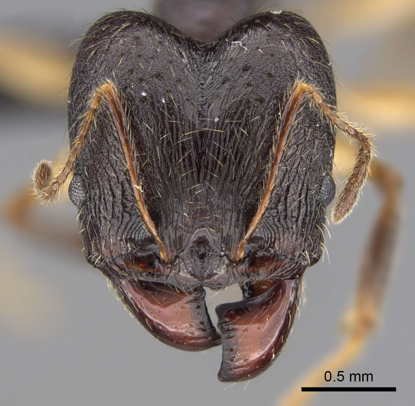 Image of Pheidole bessonii Forel 1891