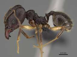 Image of Pheidole bessonii Forel 1891