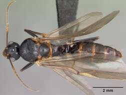 Plancia ëd Camponotus putatus Forel 1892