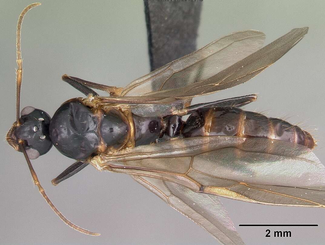 Imagem de Camponotus putatus Forel 1892