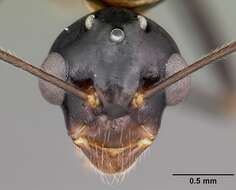 Imagem de Camponotus putatus Forel 1892