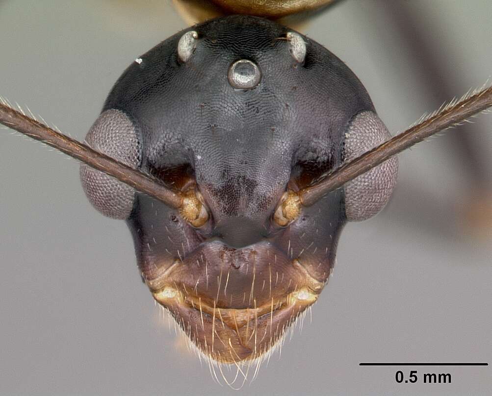 Plancia ëd Camponotus putatus Forel 1892