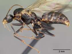 Imagem de Camponotus putatus Forel 1892