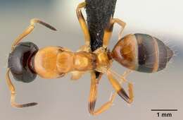 Imagem de Camponotus putatus Forel 1892