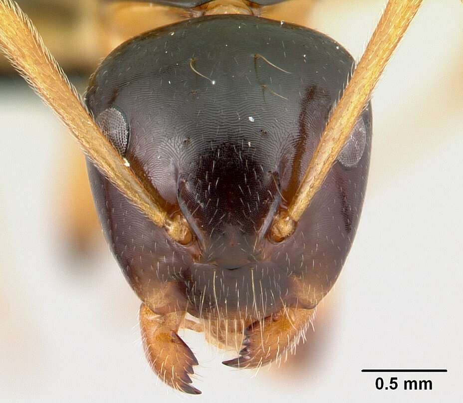 Plancia ëd Camponotus putatus Forel 1892