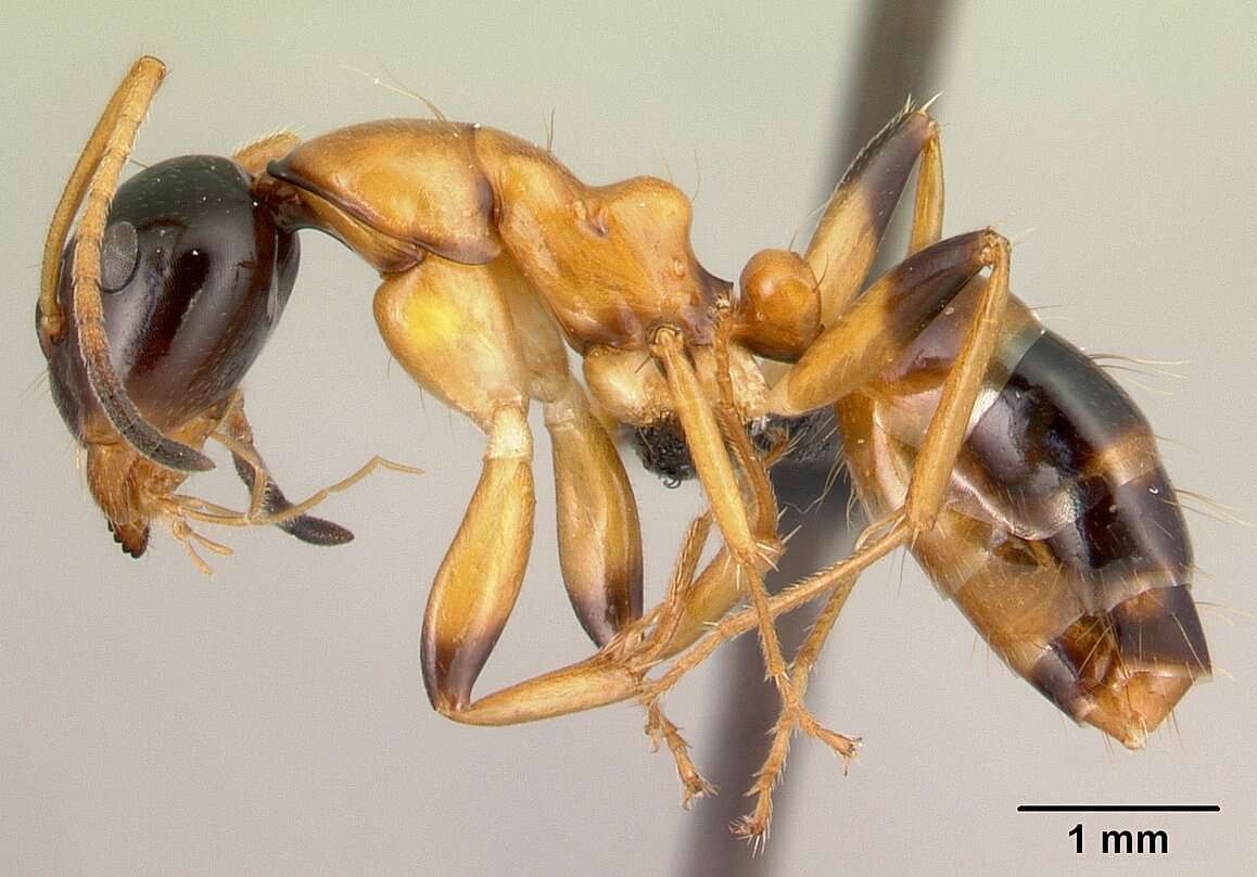 Imagem de Camponotus putatus Forel 1892