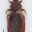 Image of <i>Aneurus ruandae</i>