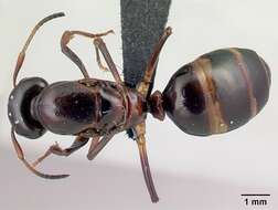 Imagem de Camponotus putatus Forel 1892