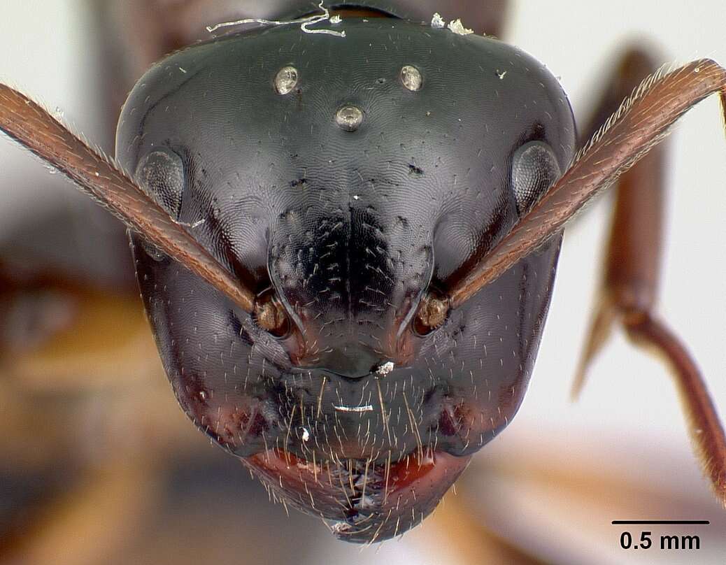 Imagem de Camponotus putatus Forel 1892