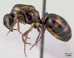 Imagem de Camponotus putatus Forel 1892