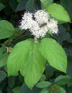 Image of redosier dogwood