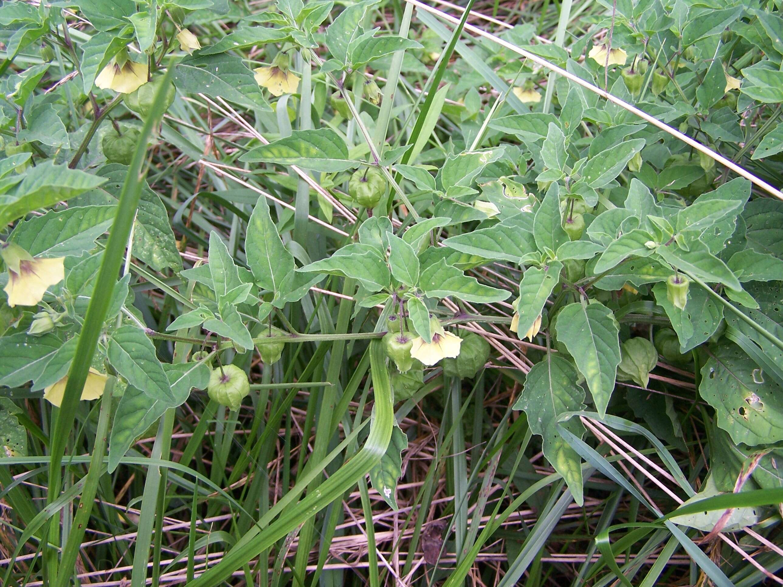 Physalis longifolia Nutt. resmi