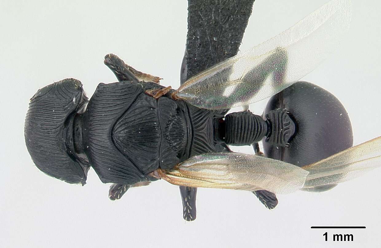 Image of Cataulacus wasmanni Forel 1897