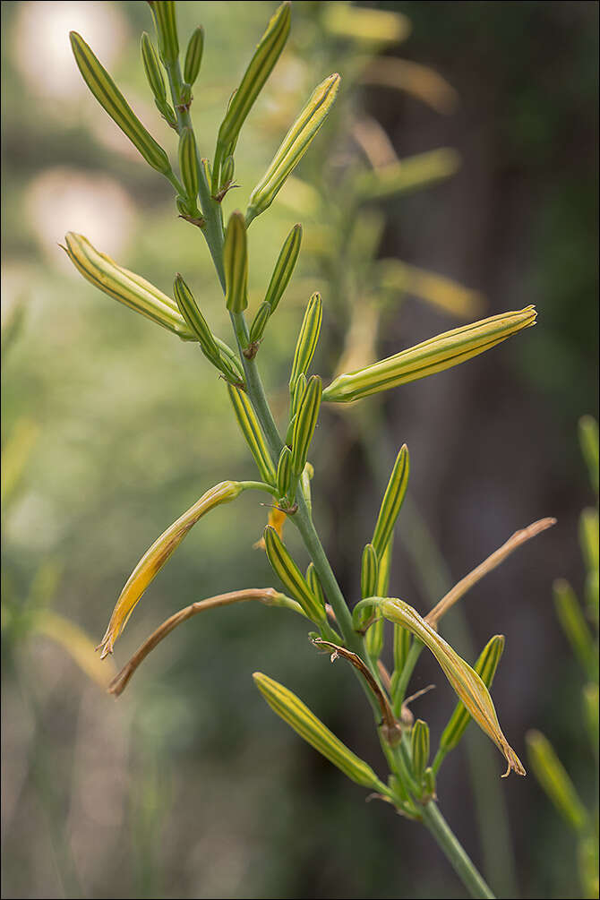 Image of Asphodeline liburnica (Scop.) Rchb.