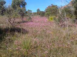 Image of Boronia pilosa subsp. pilosa