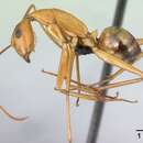 Camponotus strangulatus resmi