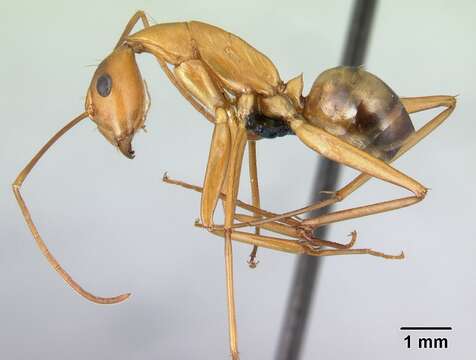 Camponotus strangulatus resmi