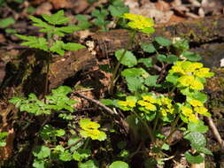 Image of alternate-leaf golden saxifrage