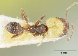 Pheidole punctatissima Mayr 1870的圖片