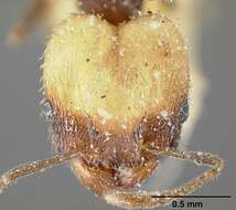 Pheidole punctatissima Mayr 1870的圖片