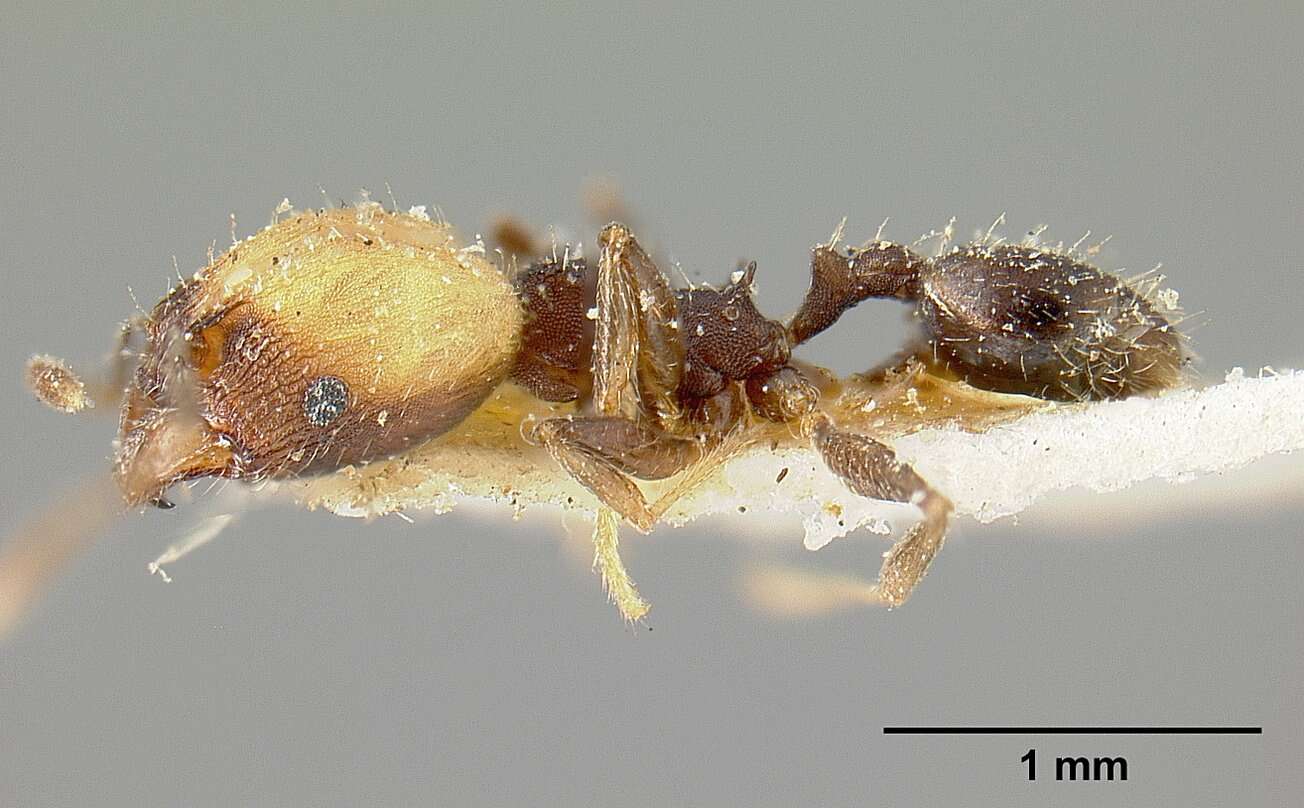 Pheidole punctatissima Mayr 1870的圖片