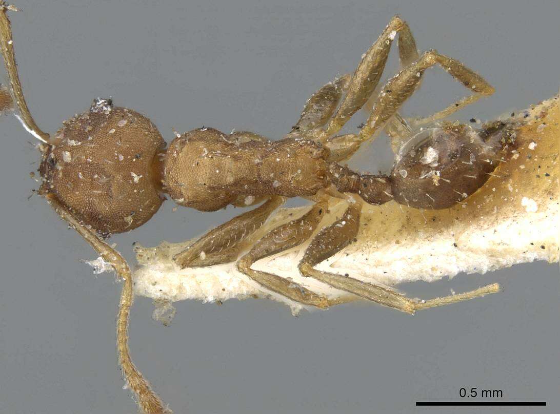 Pheidole punctatissima Mayr 1870的圖片