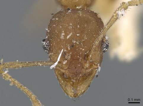 Pheidole punctatissima Mayr 1870的圖片