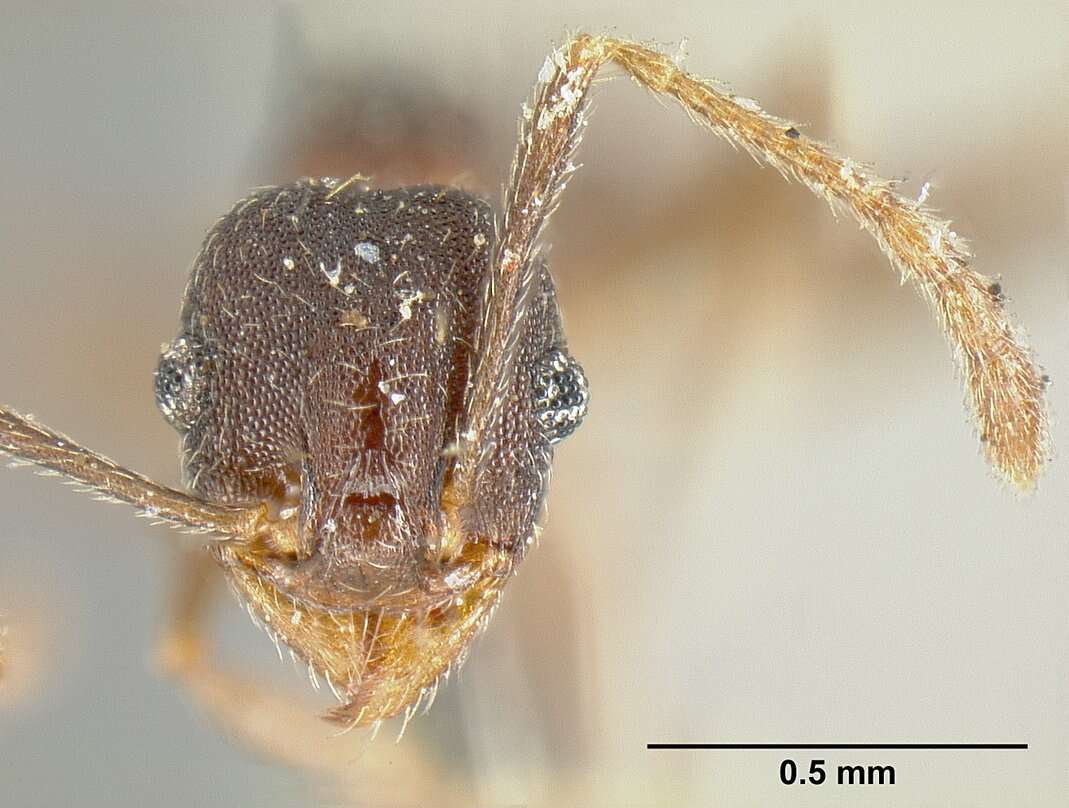 Pheidole radoszkowskii Mayr 1884 resmi