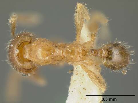 Image of Pheidole subarmata Mayr 1884