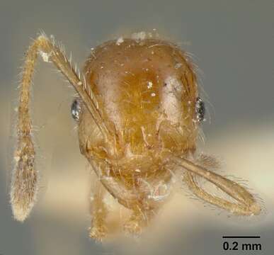 Image of Pheidole subarmata Mayr 1884