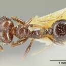 Image of Pheidole piceonigra Emery 1922