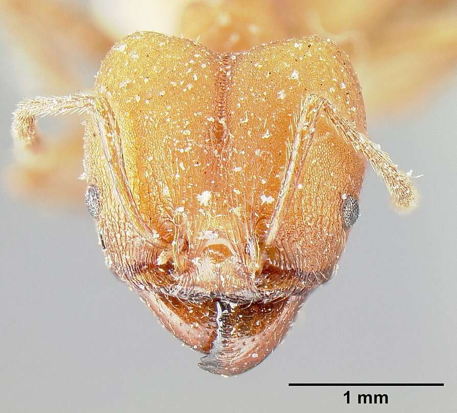 Image of Pheidole biconstricta Mayr 1870