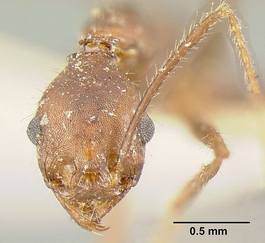 Image of Pheidole exasperata (Mayr 1866)