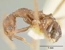 Image of Pheidole exasperata (Mayr 1866)