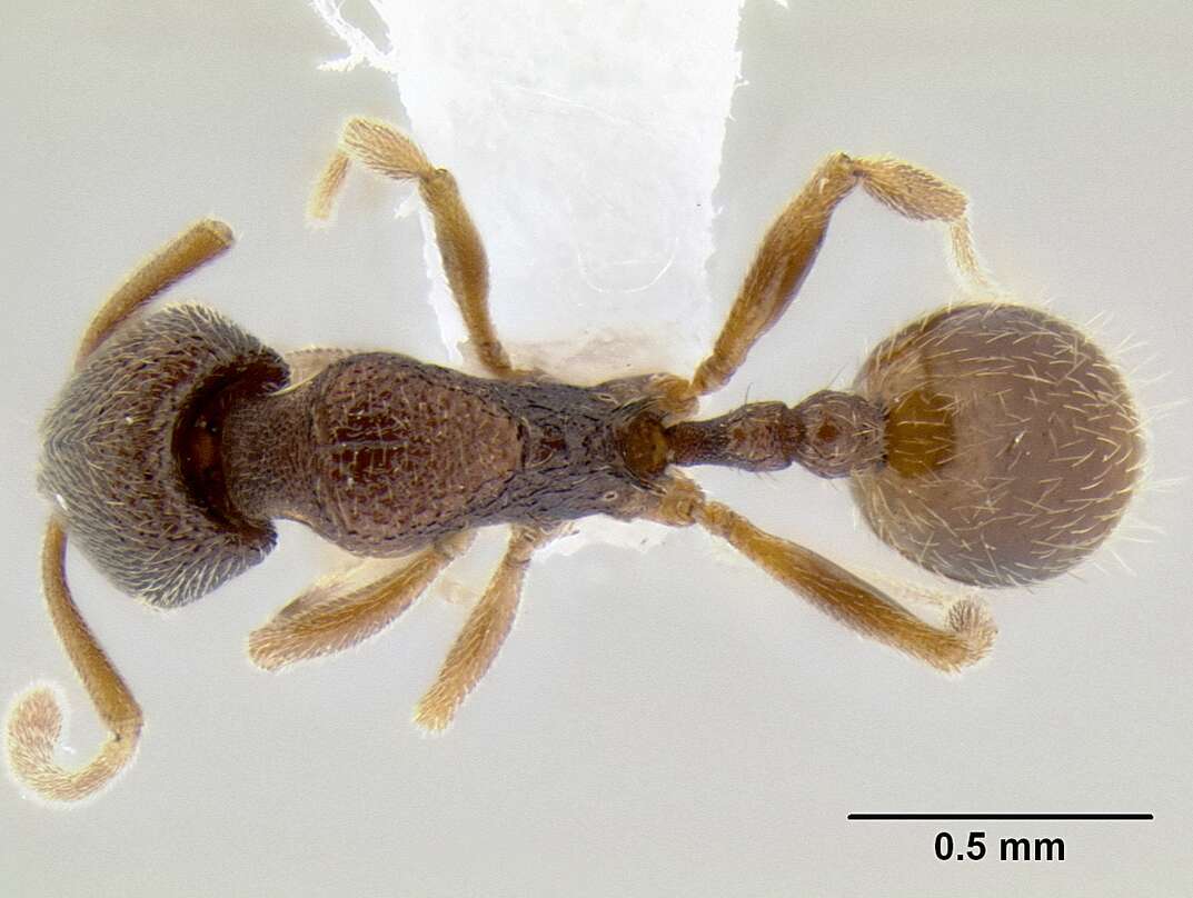 Image of Stenamma saenzae
