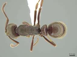 Image of Rasopone mesoamericana