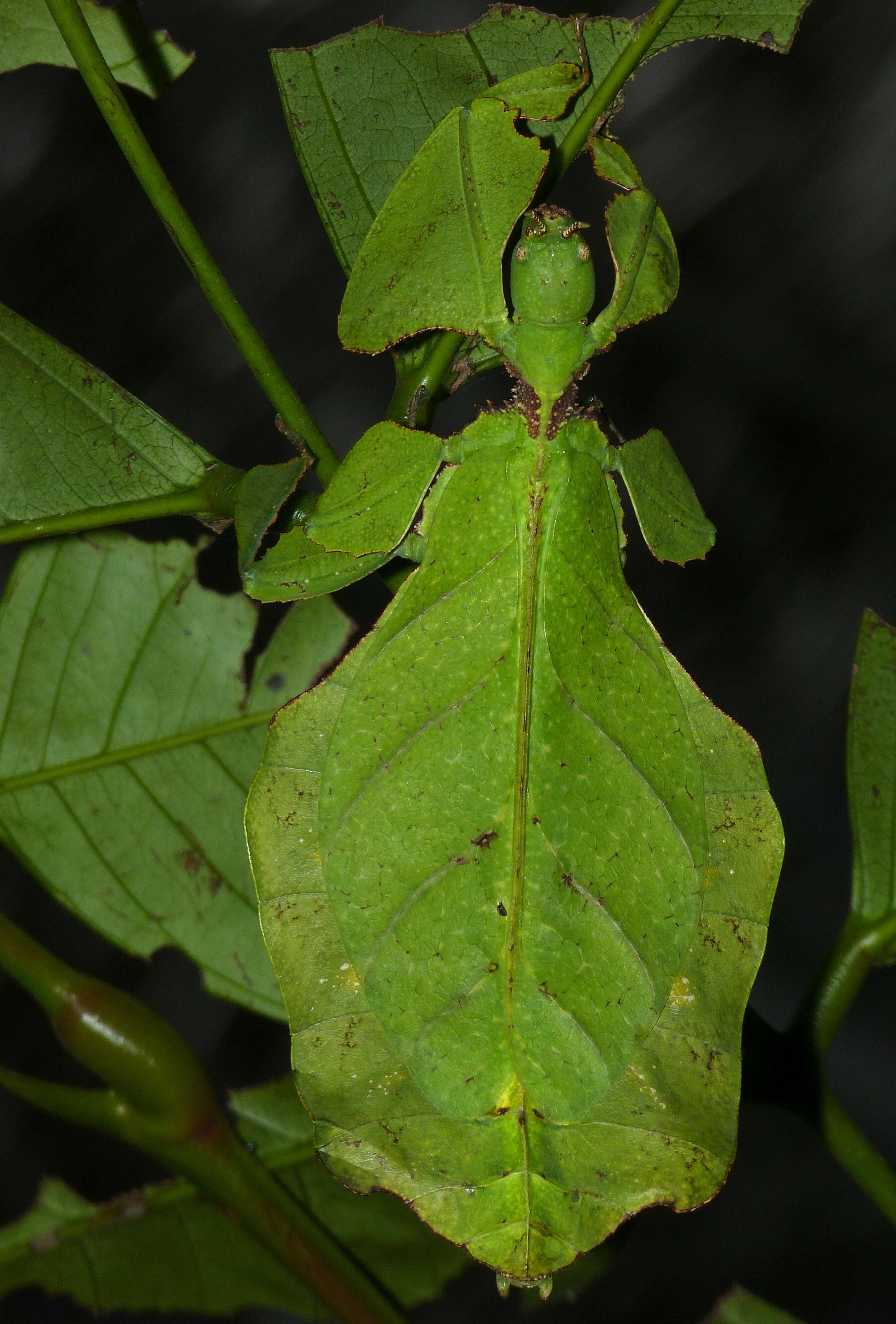 Image of Phyllium (Pulchriphyllium) giganteum Hausleithner 1984